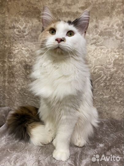 Котёнок девочка породы мейн кун с документами