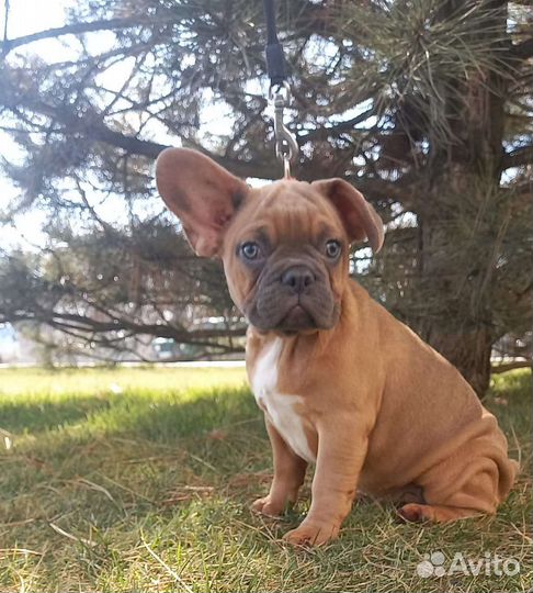 Шикарная малышка