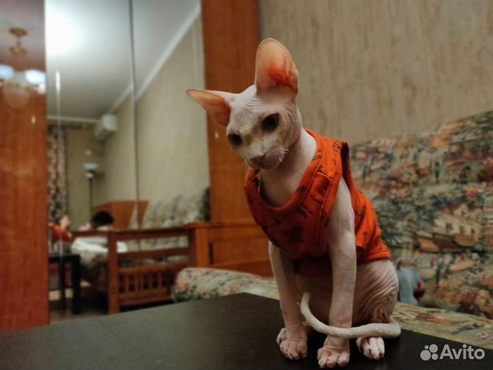 Одежда для кошек и собак