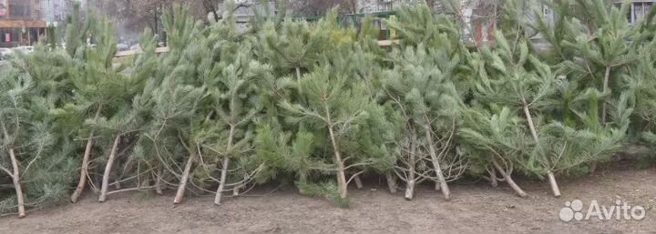 Живая елка оптом и в розницу с доставкой