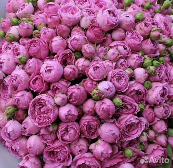 Букет из пионовидной розы.Доставка Калининград