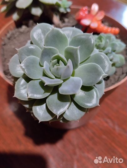 Каланхоэ войлочное, каменная роза