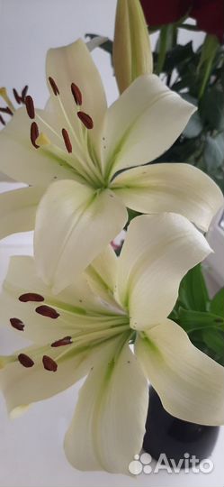 Луковицы лилии