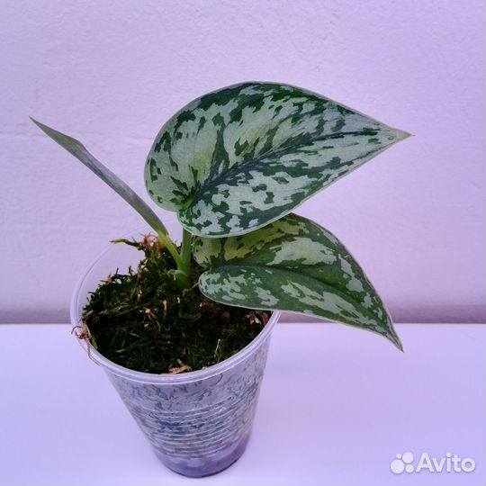 Эпипремнум сциндапсус Сильвер Леди