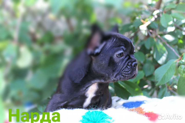 Французский бульдог щенки