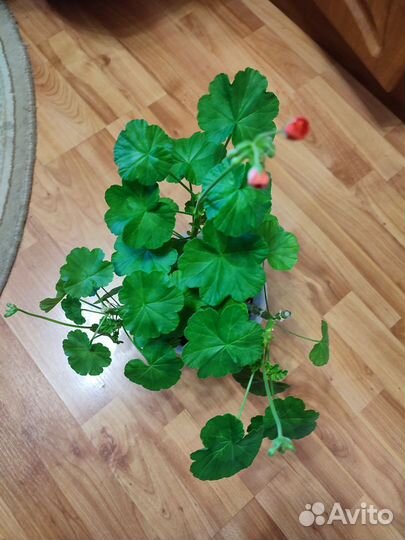 Герань пеларгония цветущее растение