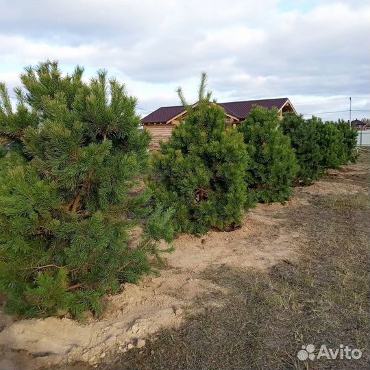 Ель / Сосна обыкновенная