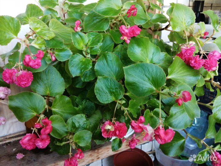 Бегония вечноцветущая махровая