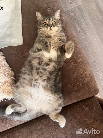 Кошка вязка