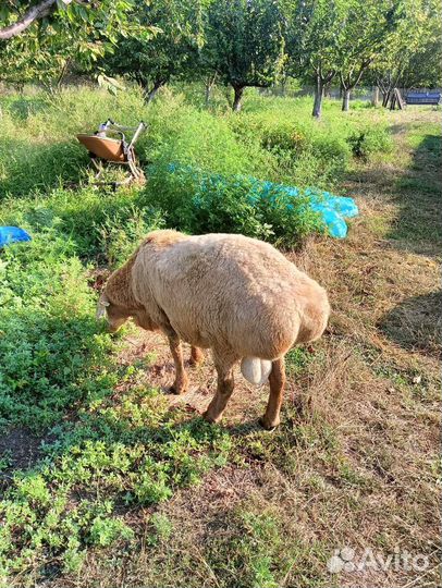 Овцы бараны ягнята