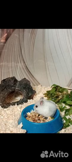 Джунгарские хомячки