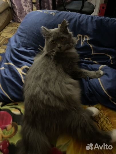 Отдам кота в добрые руки