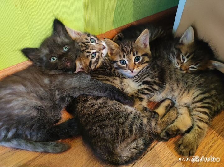 Котята в добрые руки
