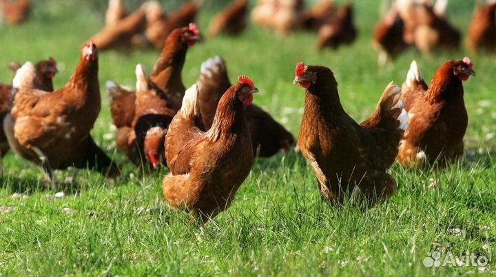 Куры несушки с агрофермы