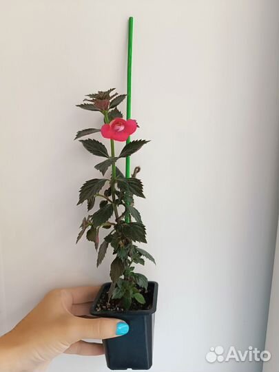 Ахименесы, 4 сорта