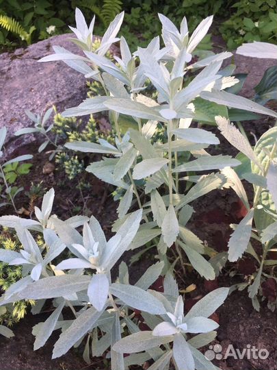 Вербейник, нивянник (ромашка), полынь