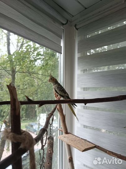 Птенцы корелла