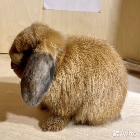 Карликовые декоративные кролики породы Минилоп