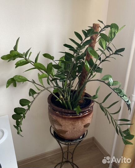 Замиокулькас