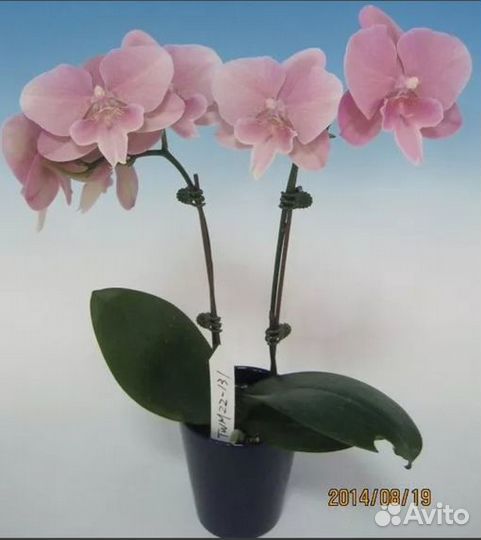 Орхидея Phal. TWM- T22-131