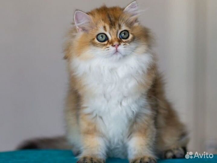 Британская золотая шиншилла