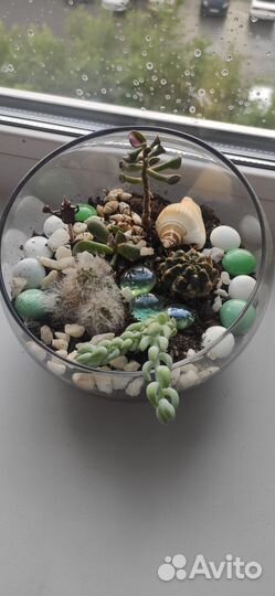 Флорариум с кактусами и суккулентами