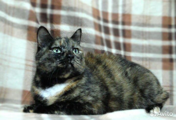 Красивая кошечка