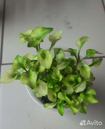 Продам цветы комнатные