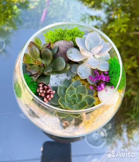 Флорариумы, моссариумы, мини-сидики из суккулентов