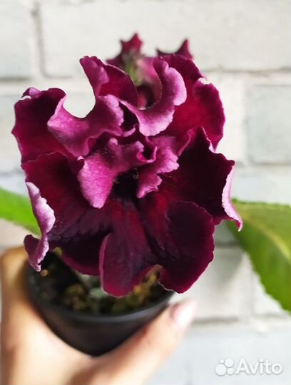 Стрептокарпусы розовые, красные, красно-желтые