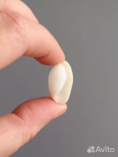 Белые морские натуральные ракушки Бублес