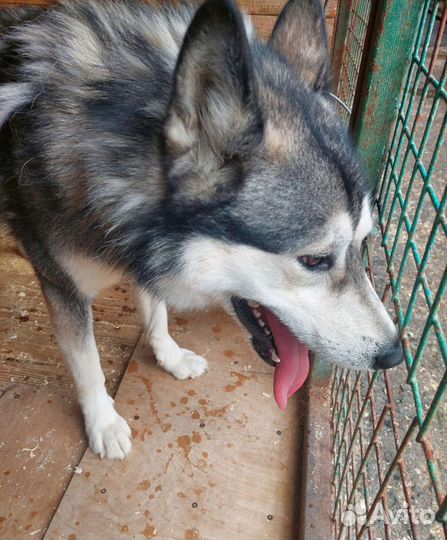 Алтай ищет дом