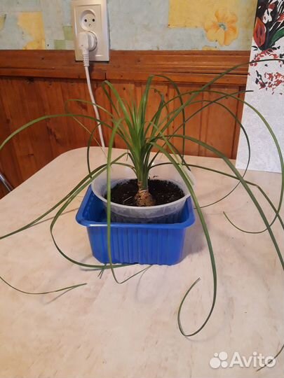 Продам нолину