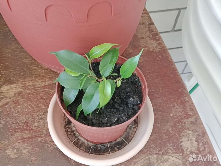 Цветы комнатные разные