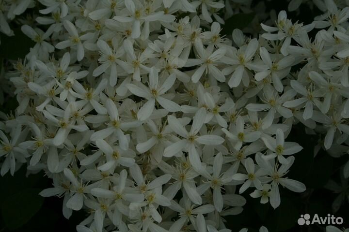 Клематис манчжурский