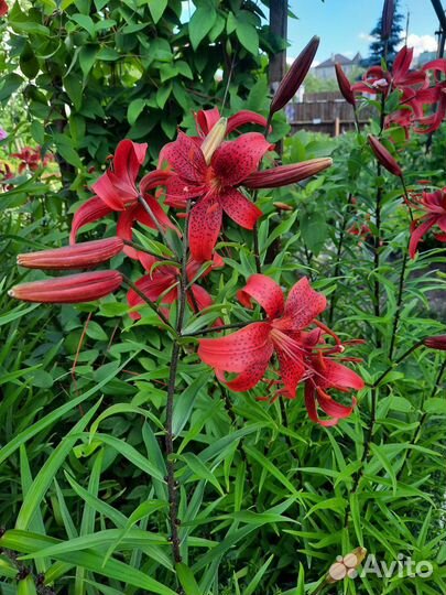 Лилии луковицы