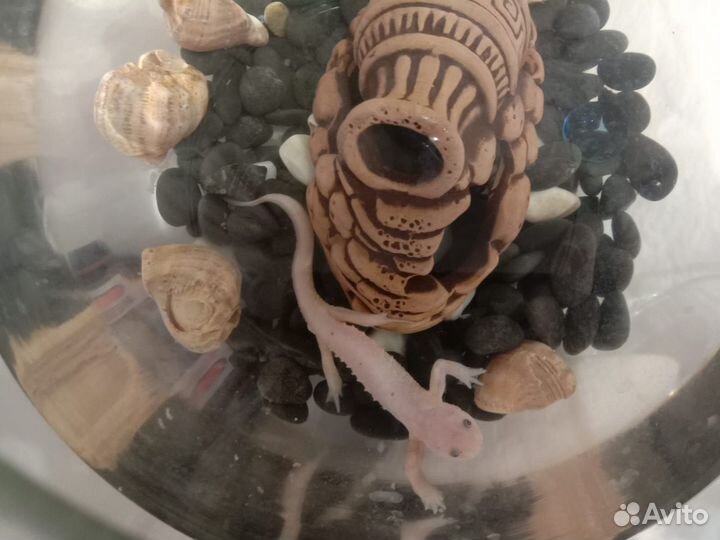 Отдам тритона в добрые руки