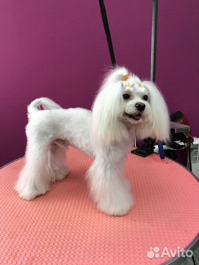 Мальтийская болонка мини