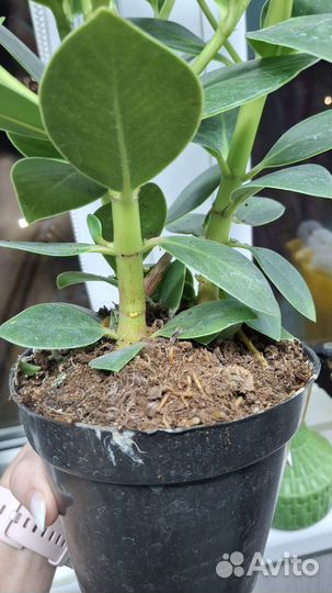 Клузия росеа Принцесс