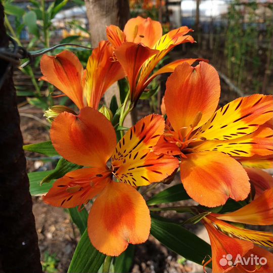 Корни альстромерии