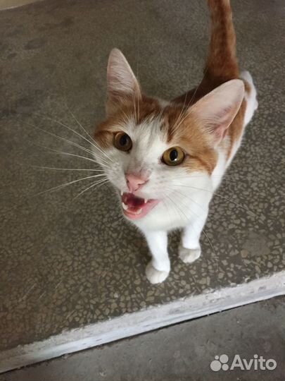 Котик в добрые руки