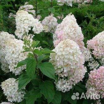 Гортензия
