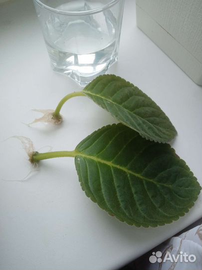 Глоксиния махровая