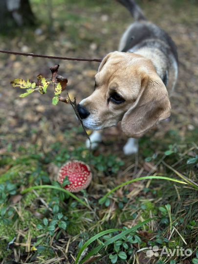Собака Бигль в добрые руки