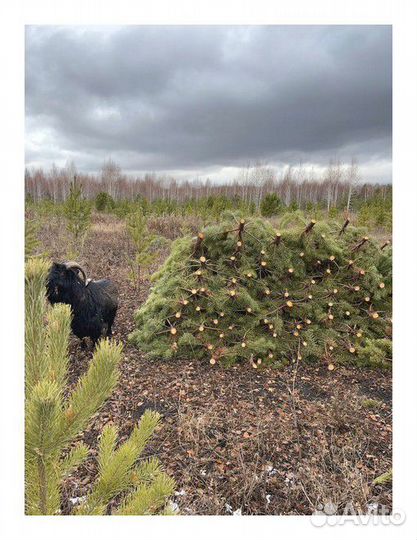 Сосна, ель, пихта, лапник