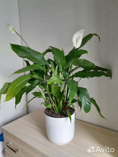 Цветок спатифилум 