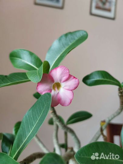 Адениум Thai socotranum