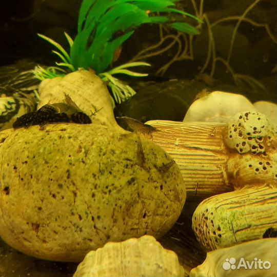 Декоративные сомики и креветки