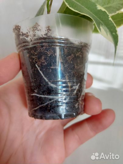 Фикус бенджамина пестролистный