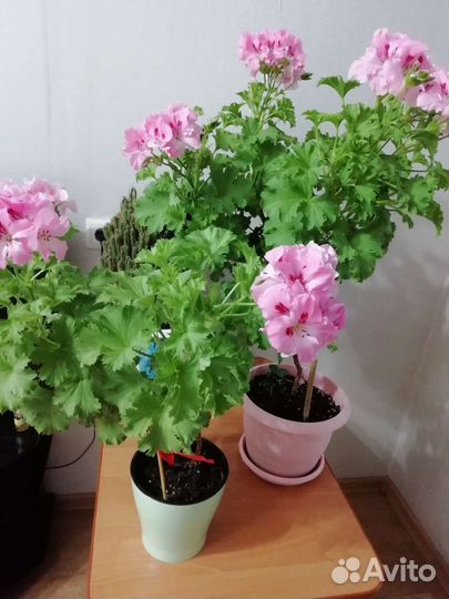 Герань пеларгония королевская
